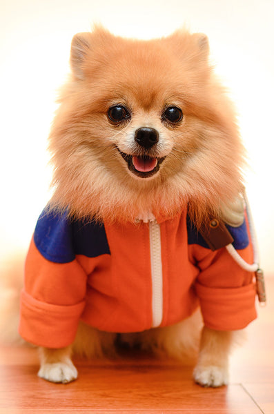 NARUTO UZUMAKI Dog Clothing