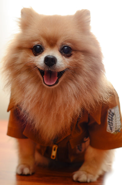 Attack on Titan (Shingeki no Kyojin) Jacket Dog Costume
