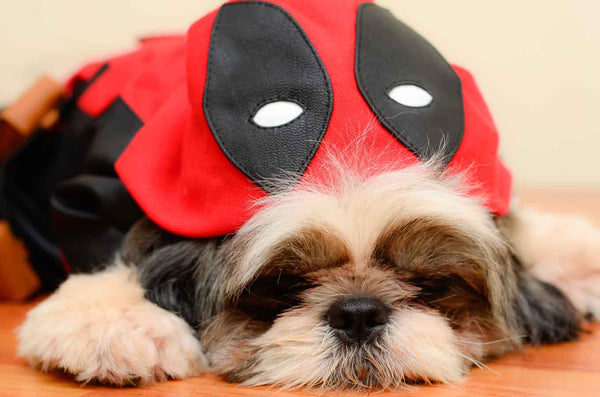 DEADPOOL Dogpool Dog Costume